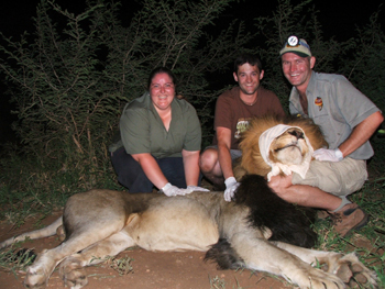 Wildlife Tierarzt begleitet Veterinäre auf Safari in Südafrika